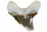 Fossil Shark (Cretoxyrhina) Tooth - Kansas #115688-1